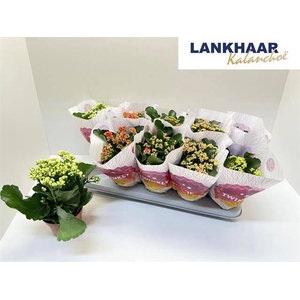 KAL GE PERF GEM 5 KL