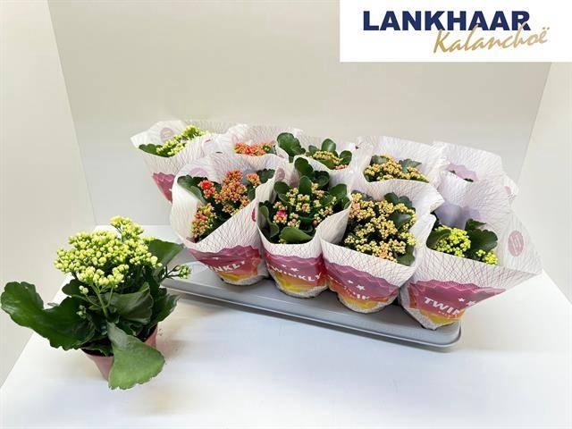 KAL GE PERF GEM 5 KL