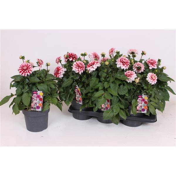 <h4>Dahlia (Decorative Grp) Labella Grande Fun Red White</h4>