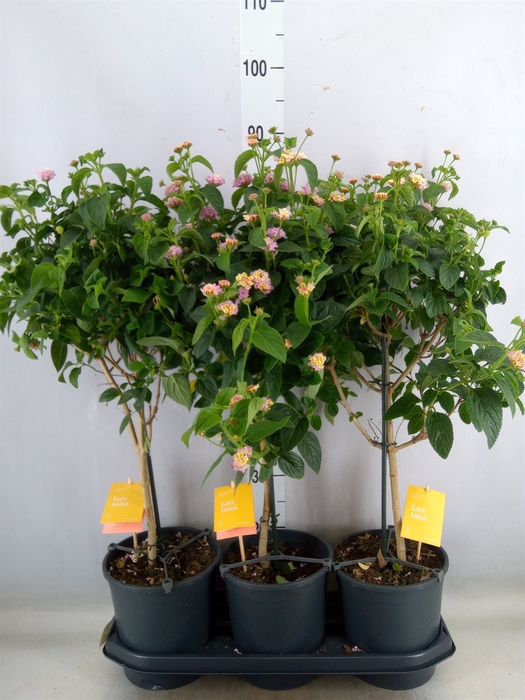 <h4>Lantana  'Lucky Honey Blush'</h4>