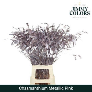 Chasmanthium L70 Metallic Pink