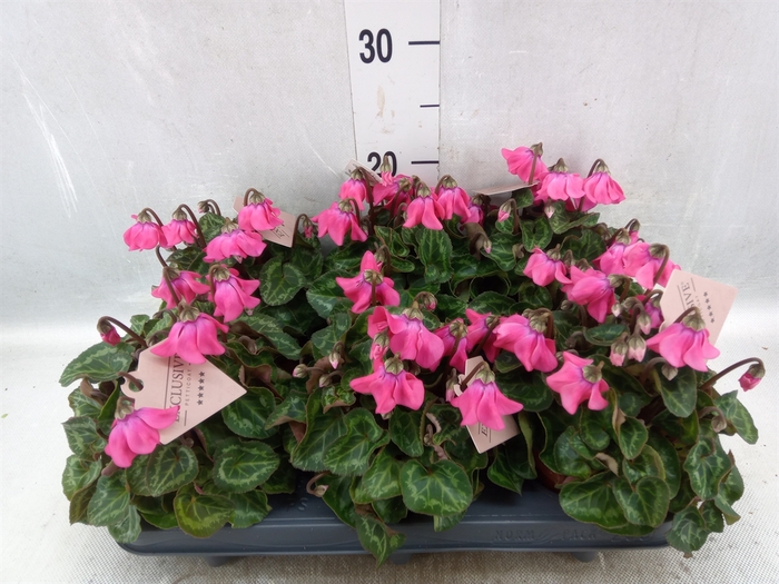 <h4>Cyclamen KL 'Petticoat'</h4>