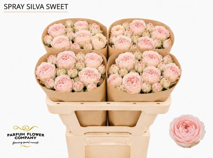 <h4>Rosa TR 'Silva Sweet'</h4>