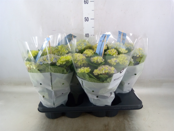 <h4>Hydrangea mac. 'Magical Revolution'</h4>