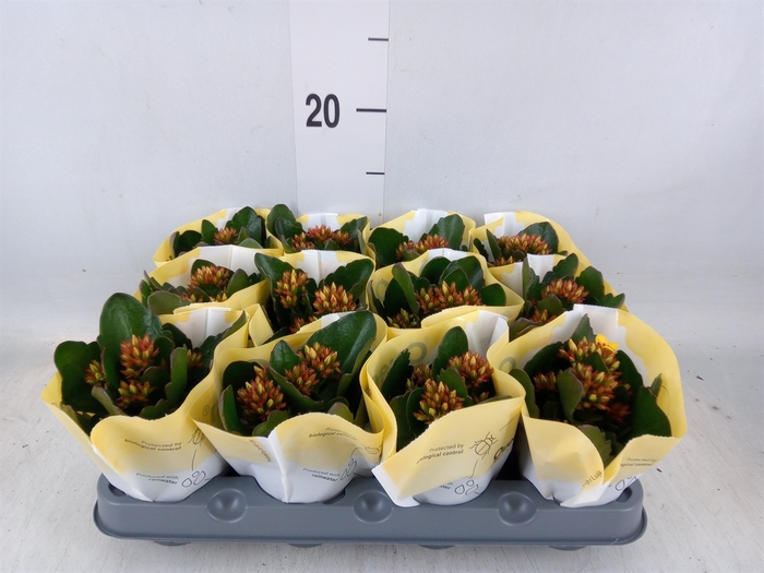 <h4>Kalanchoe  'African Sam'</h4>