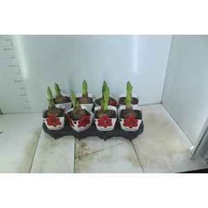 AMARYLLIS P14