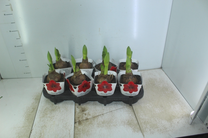 <h4>AMARYLLIS P14</h4>