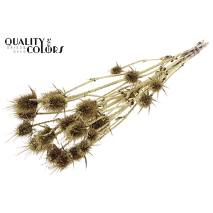 Cardi Distel Natural 5pc/bunch 70cm Gold + Glitter