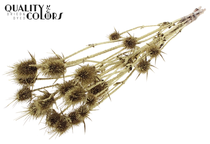 <h4>Cardi Distel Natural 5pc/bunch 70cm Gold + Glitter</h4>