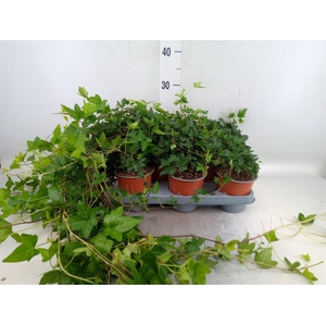 Hedera helix 'Shamrock'