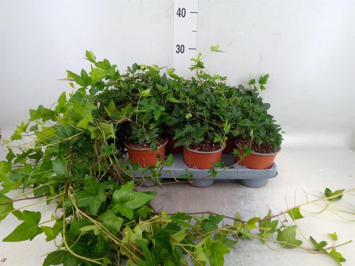 <h4>Hedera helix 'Shamrock'</h4>