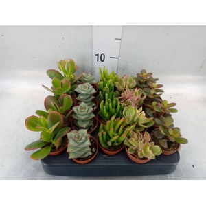 Crassula   ...mix