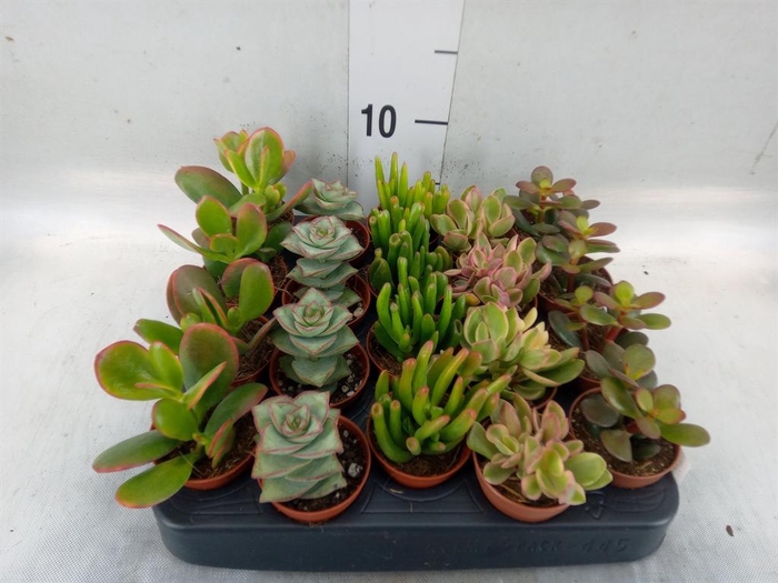 <h4>Crassula   ...mix</h4>