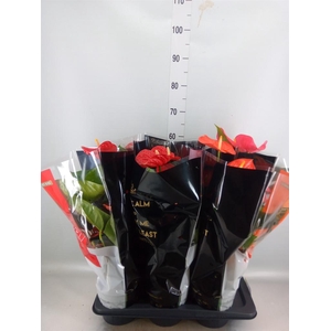 Anthurium   ...mix