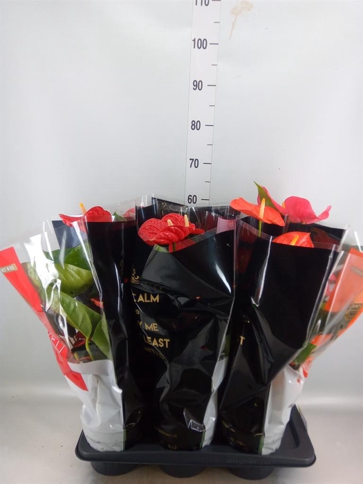 <h4>Anthurium   ...mix</h4>