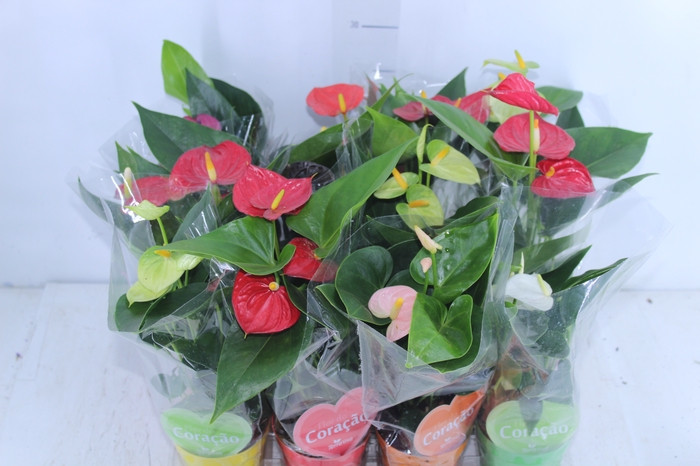 <h4>ANTHURIUM VARIADO P09</h4>