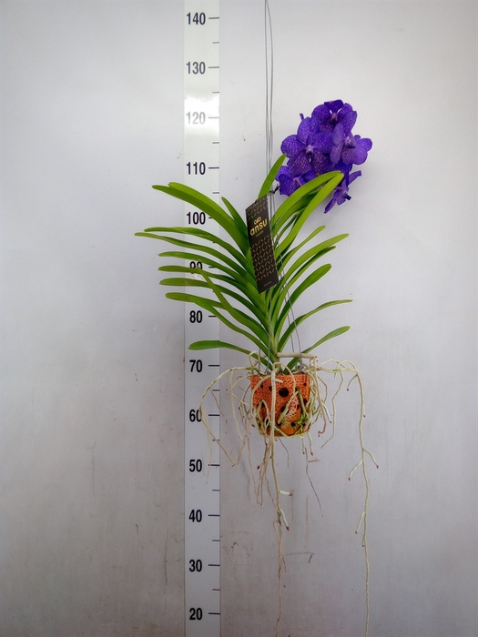 <h4>Vanda  hybriden</h4>