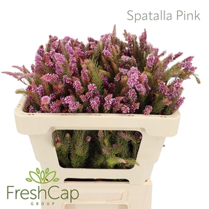 Spatalla Pink