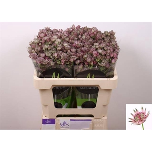 ASTRANTIA MAJOR 'STAR OF AFRICA'