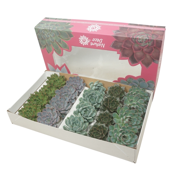 <h4>Gesneden Echeveria mix 9-11 cm Nature deco</h4>