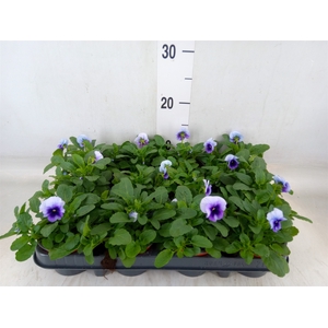 Viola corn. 'Evo Mini Violet Beaco'