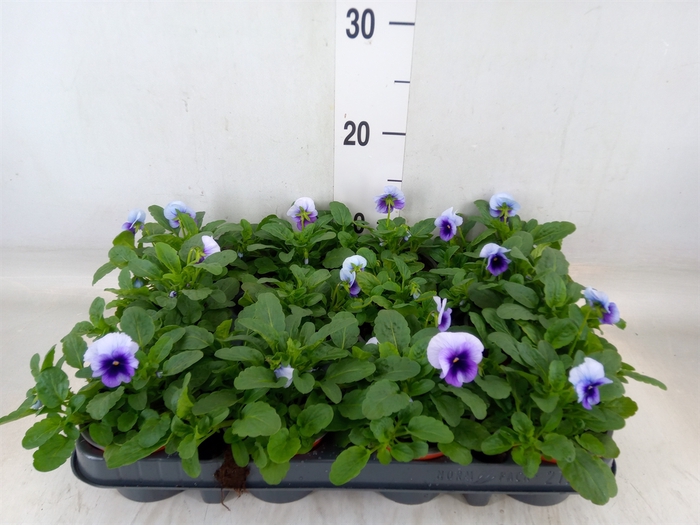 <h4>Viola corn. 'Evo Mini Violet Beaco'</h4>
