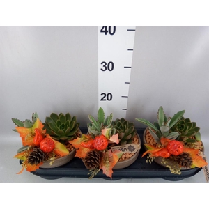 Arr.  Succulents L%
