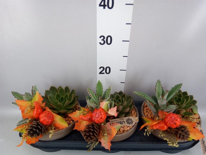 <h4>Arr.  Succulents L%</h4>