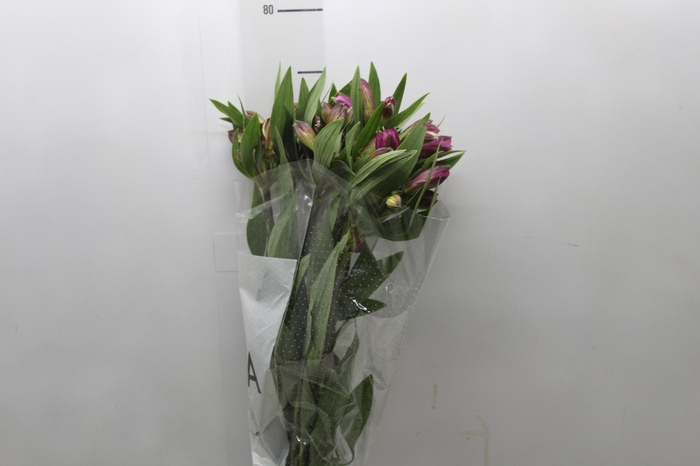 <h4>ALSTROEMERIA REAL 080 CM</h4>