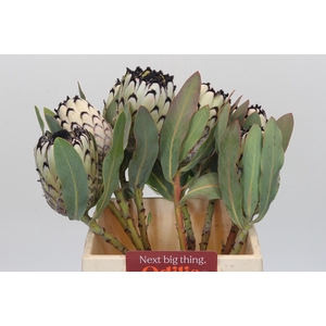 PROTEA M SNO LEOPARD