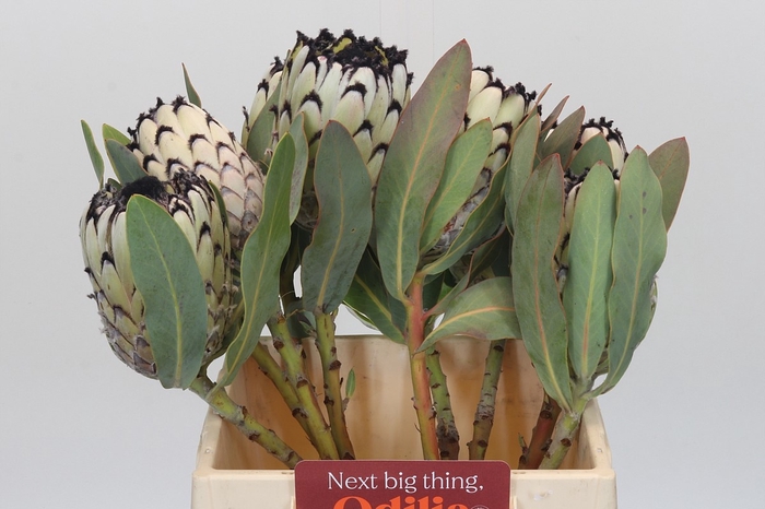 <h4>PROTEA M SNO LEOPARD</h4>