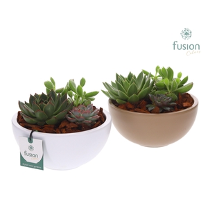 keramiek Moonschaal Medium div. kleuren met Succulenten