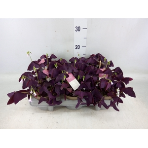 Oxalis trian. 'Mijke'