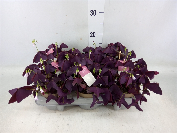 <h4>Oxalis trian. 'Mijke'</h4>