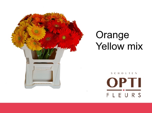 <h4>GE GR ORANGE YELLOW MIX-Water</h4>