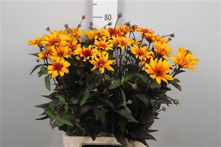 <h4>Heliop Spar Contrast</h4>