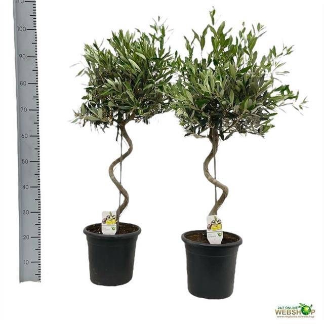<h4>OLEA EUROPAEA</h4>