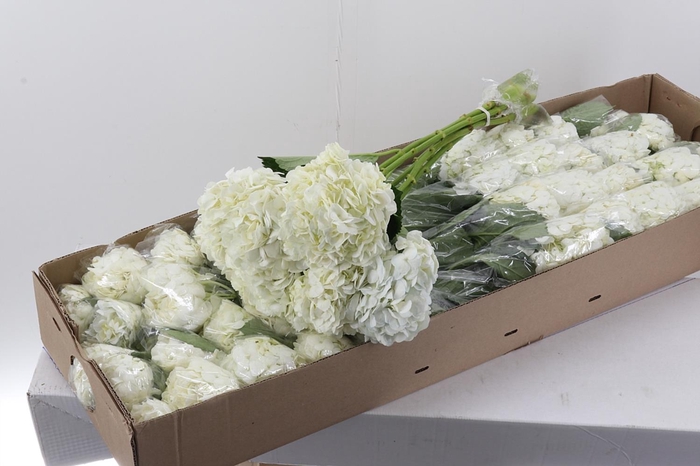 <h4>Hydr White Premium Box</h4>