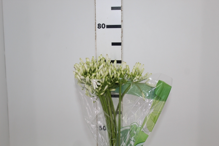 <h4>AGAPANTHUS BRANCO</h4>