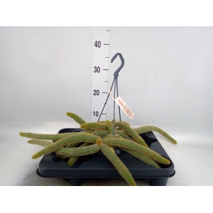 Cactus   ...