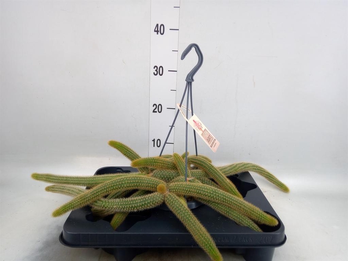 <h4>Cactus   ...</h4>