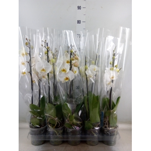 Phalaenopsis   ...