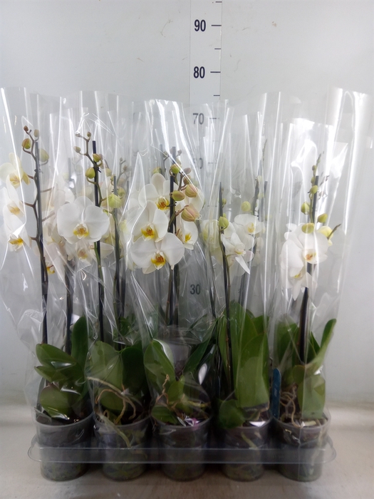 <h4>Phalaenopsis   ...</h4>