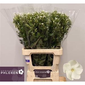 Phlox P Danielle