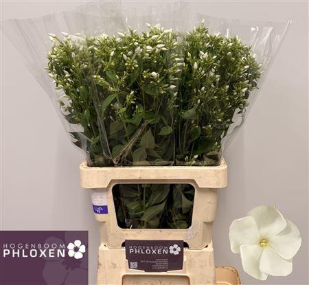 <h4>Phlox P Danielle</h4>