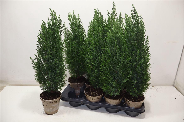 <h4>Cham L Ellwoodii</h4>