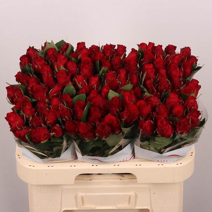 <h4>R GR RED TORCH</h4>