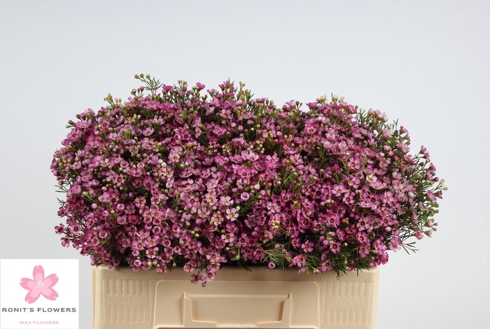 <h4>CHAME UN JUPITER</h4>