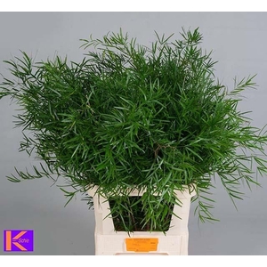 ASPARAGUS FALCATUS ASP FALCATUS