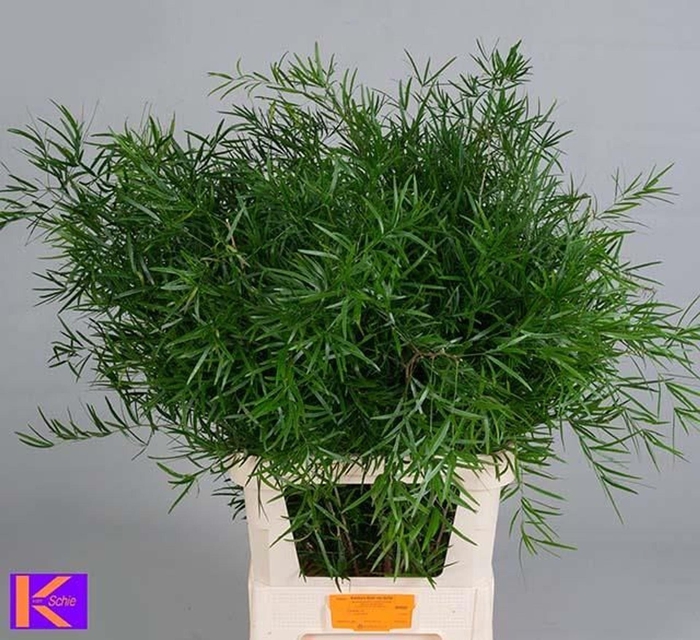 <h4>ASPARAGUS FALCATUS ASP FALCATUS</h4>